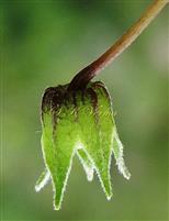  Calyx ( in anthesis)